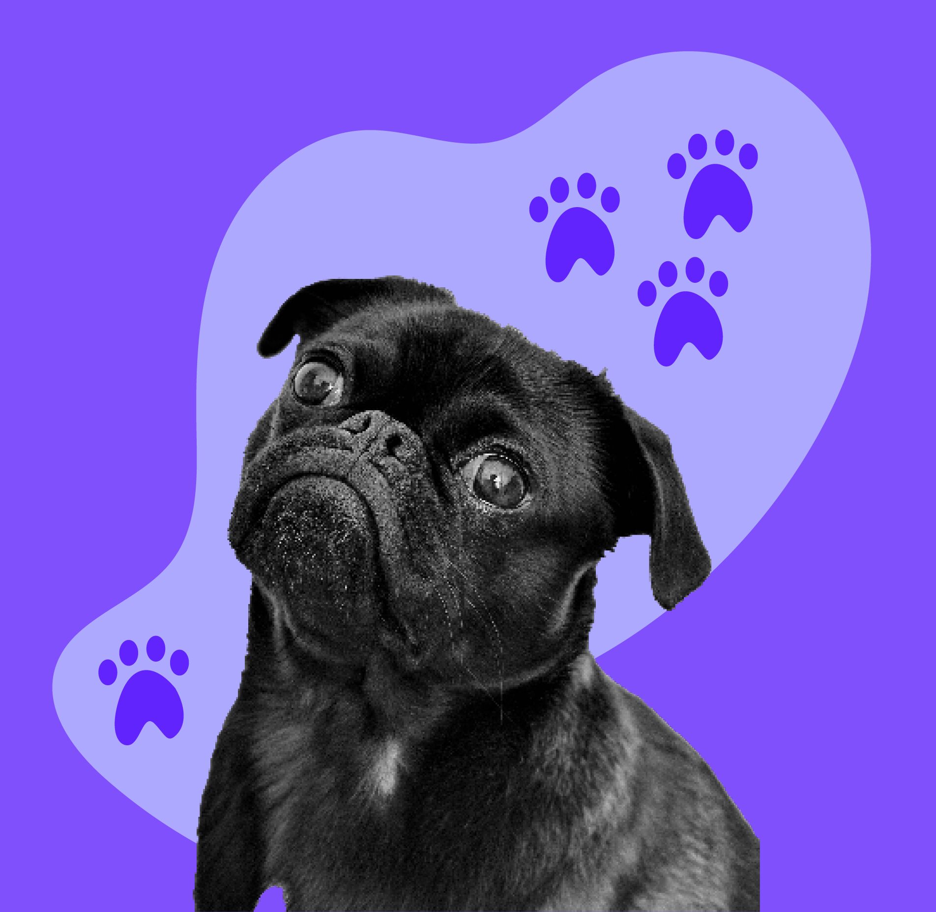 How To Ship Pet Products Internationally